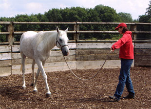 Kursteilnehmerin beim Pferd-Handling