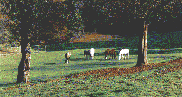 Pferde auf der Herbstweide